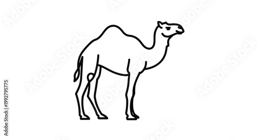 A solitary dromedary camel with a single hump is illustrated in a clean black outline standing in profile against a plain white background.