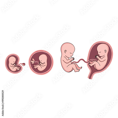 Illustration of human fetal development stages from early embryo to a developed fetus inside the womb.