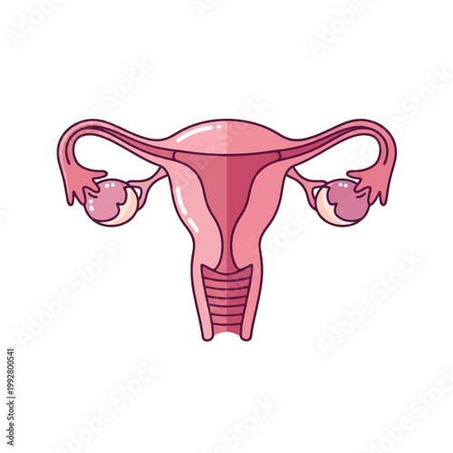 Simplified anatomical diagram of the female reproductive system, showing the uterus, ovaries, and fallopian tubes.