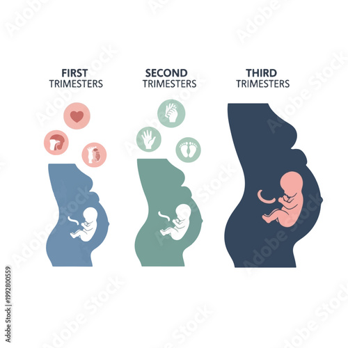 An illustrative infographic depicting the three trimesters of human pregnancy, showing fetal development and associated care aspects.