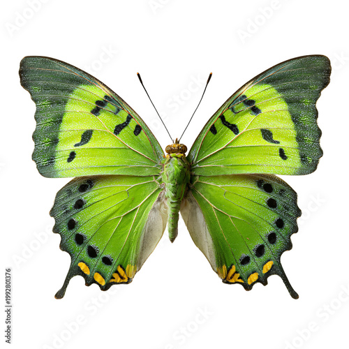 Detailed Isolated Green Butterfly Spreading Wings Insect View for Professional Presentations