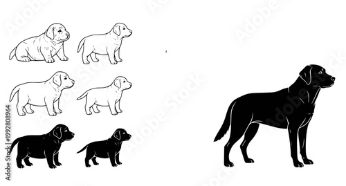 Collection of black and white labrador retriever puppy and adult dog silhouettes and line art drawings for pet shop branding and veterinary clinic graphic designs