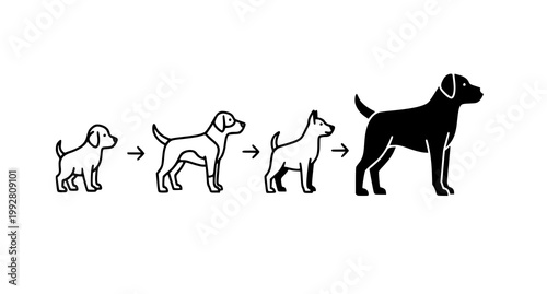 Evolution of a labrador dog from puppy to adult showing growth stages in simple black and white line art and silhouette icons for pet care branding