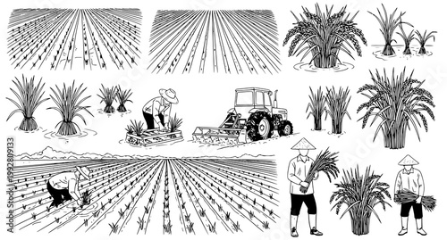 Rice cultivation process set featuring farmers planting crops machinery and paddy field landscapes in black and white hand drawn vector illustration style