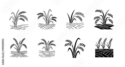 Set of rice plant icons and paddy field elements in black and white line art and silhouette styles for agricultural design and sustainable food branding