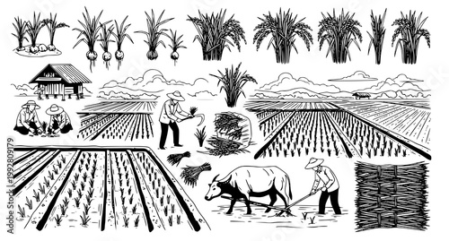 Comprehensive agricultural scene collection featuring rice farming harvesting and rural life elements in black and white hand drawn vector illustration style