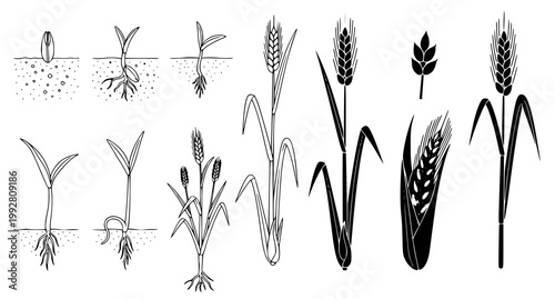 Growth stages of wheat plant from seed germination to mature cereal crop vector collection in minimalist line art style for agricultural development presentations