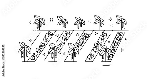 Line art vector illustration of legume crops growing in rows with dotted accents representing soil and growth stages for agricultural infographics and food industry