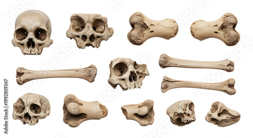 Collection of ancient human and animal skulls and bones for scientific study.
