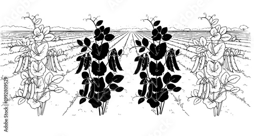 Detailed line art and silhouette design of pea plants growing in rows across an agricultural field landscape for organic farming and sustainable food concepts