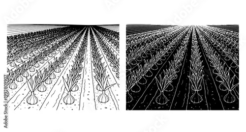 Two panel ink illustration comparing onion farm rows showing perspective view of growing vegetable fields in detailed agricultural sketch for educational purposes