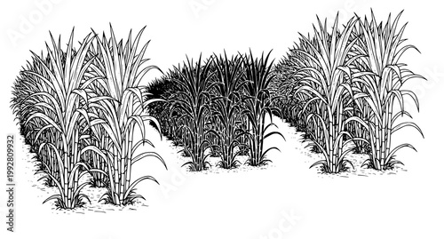 Set of three sugarcane crop clusters in black and white line art style illustrating healthy plant growth patterns for agricultural presentation and educational use