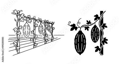 Detailed black and white sketch of cocoa or tropical fruit pods growing on vine trellis structure for botanical and agricultural research and design projects
