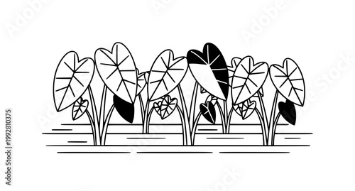 Row of taro plants growing in field depicted in minimalist black and white line art vector illustration style perfect for agricultural design and organic food branding