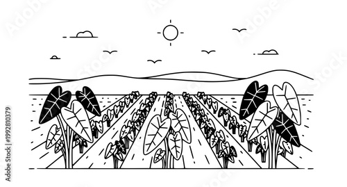 Panoramic view of taro plantation field under bright sun with mountains in background created in minimalist black and white line art vector illustration style set