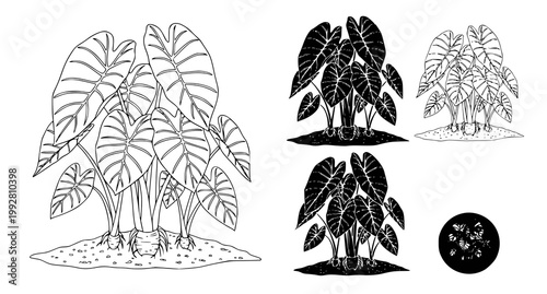Detailed botanical set of taro plants showing root structures and leaves in black and white line art vector illustration style for agricultural educational materials