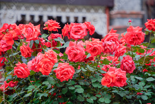 Blooming Red Roses in Garden