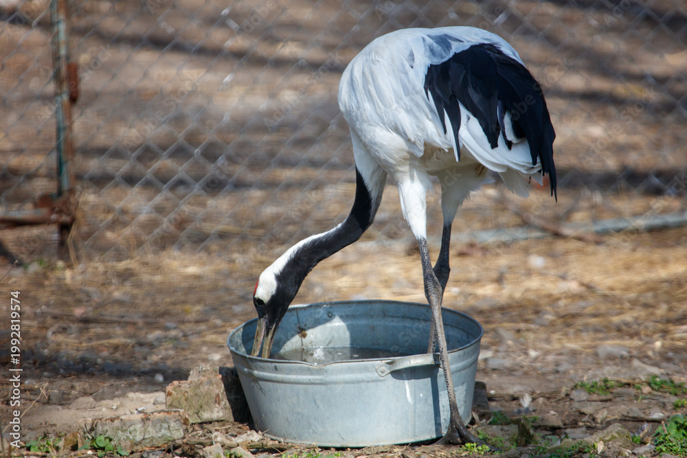 Fototapeta premium White-naped crane drinking water from metal basin in dry field