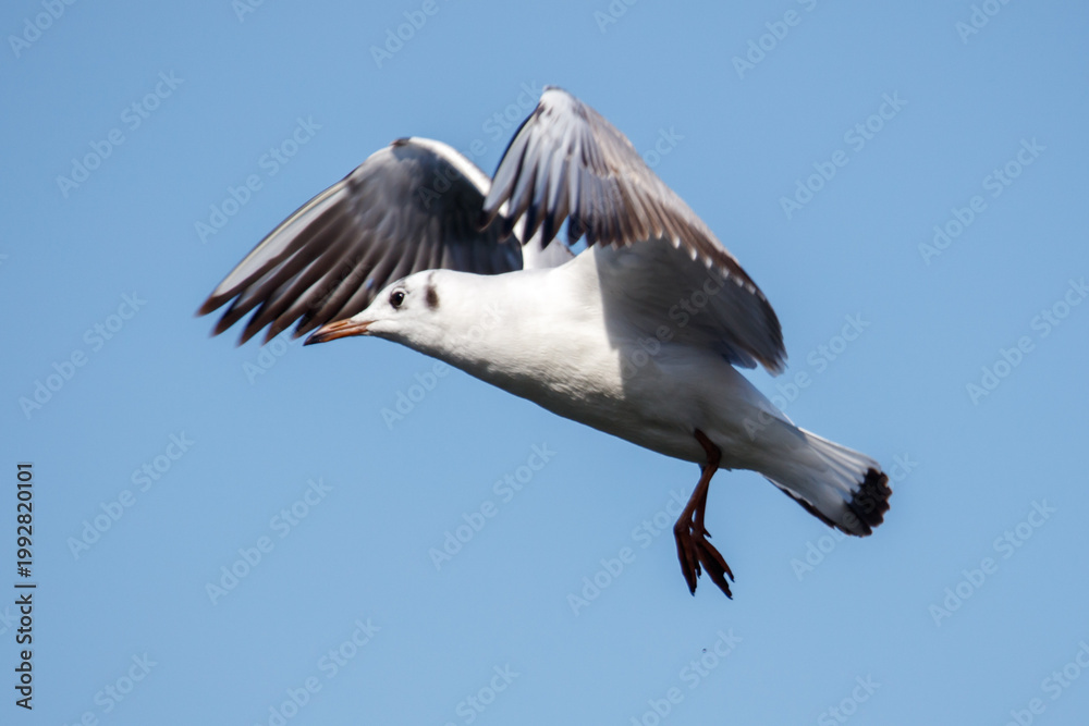Obraz premium Seagull in flight against a clear blue sky