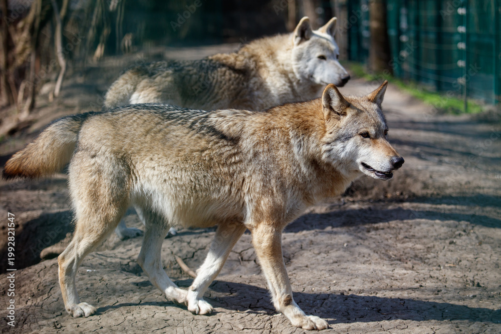 Fototapeta premium Two gray wolves move together in natural enclosure