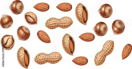 Assorted nuts collection with almonds, peanuts and hazelnuts, hand drawn detailed food illustration set for healthy snacks, organic products and nutrition design