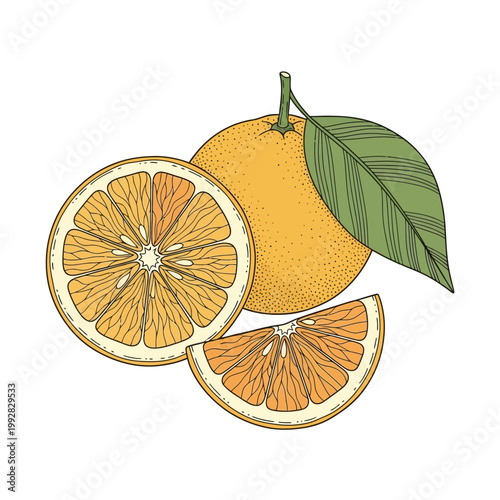 Whole and sliced oranges with leaf, isolated on white background, healthy food illustration