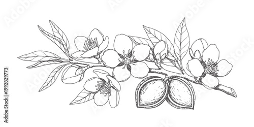 Almond branch with flowers and fruits leaf