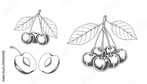 Hand drawn cherries and plum halves with leaves white cherry fruit leaf stem