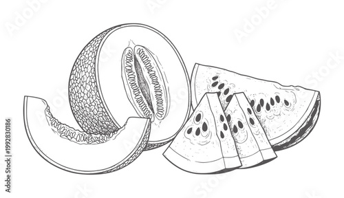 Hand drawn cantaloupe melon slices and whole fruit