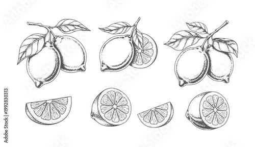 Hand drawn lemons and slices with leaves branches citrus fruit leaf