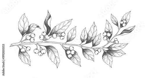 Hand drawn of a branch with leaves and berries in monochrome botanical