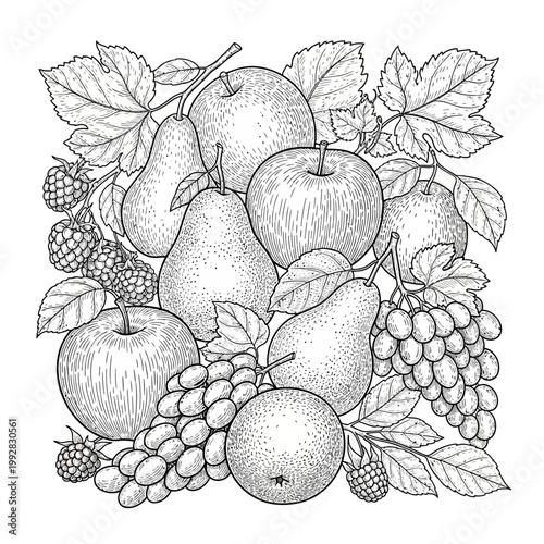 Vintage Fruit Still Life: Apples, Pears, Grapes, and Berries in Engraved Style