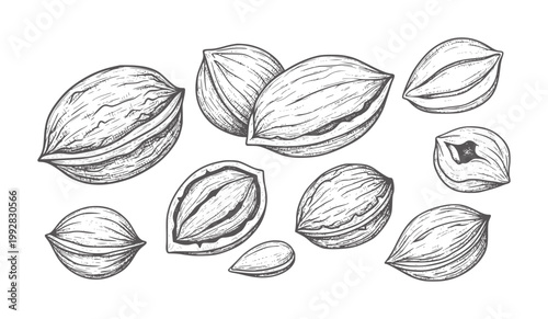 Hand drawn of various nuts and seeds white almond hazelnut pecan