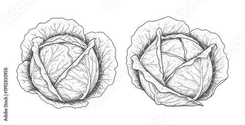 Two black and white line of whole cabbages vegetable food produce healthy
