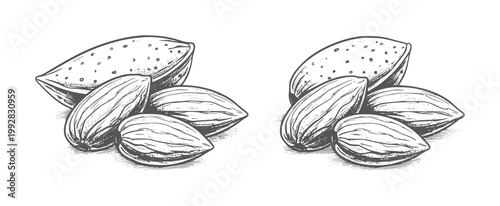 Two ink of almonds a white nuts food monochrome