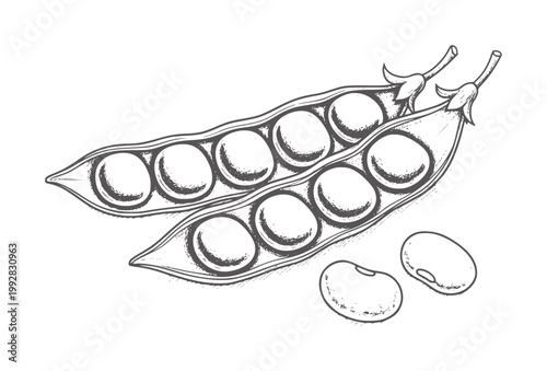 Two open pea pods with visible peas and two loose peas legume vegetable food