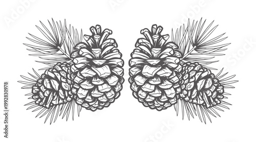 Two pine cones with pine needles white pinecone branch