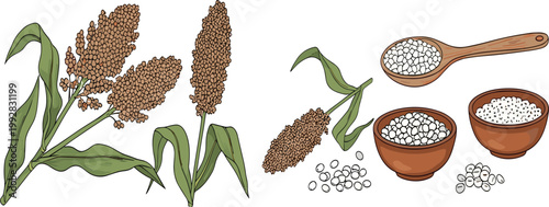 Millet Plant and Grains Collection with Seeds in Bowls and Spoon, Healthy Cereal Illustration