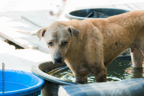 Stray Dogs in Shelter Environment, Homeless Dogs in Community Care Area