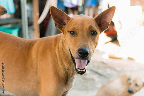 Stray Dogs in Shelter Environment, Homeless Dogs in Community Care Area