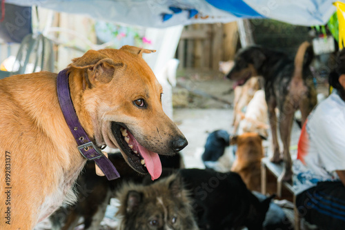 Stray Dogs in Shelter Environment, Homeless Dogs in Community Care Area