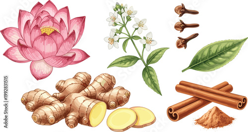 Set of Botanical Elements Including Lotus Flower, Ginger Root, Cinnamon Sticks, Cloves, and Herbal Plant for Natural Medicine, Organic Design, and Floral Illustration
