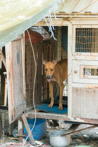 Stray Dogs in Shelter Environment, Homeless Dogs in Community Care Area