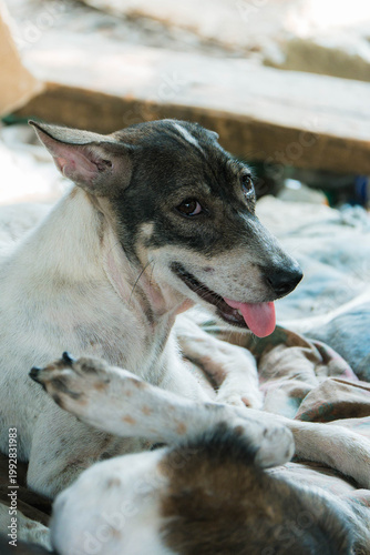 Stray Dogs in Shelter Environment, Homeless Dogs in Community Care Area