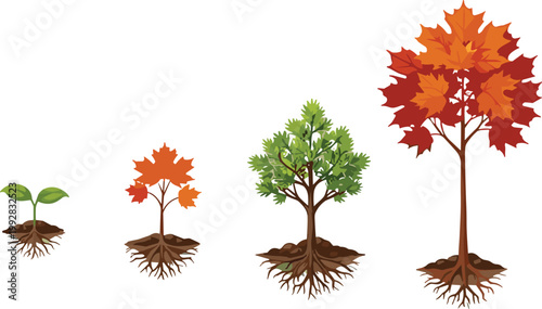 Tree growth stages illustration from seedling to mature tree with visible roots, seasonal change concept in flat vector style for nature and ecology design