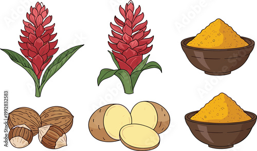Turmeric Powder, Ginger Root and Cardamom Set with Tropical Flower – Spice Vector Illustration