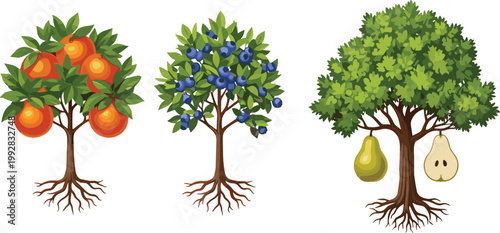 Various fruit and seasonal trees collection with orange, blueberry, pear and autumn foliage, detailed nature vector illustration set for garden and landscape design