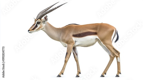Graceful Gazelle Standing Isolated on White Background