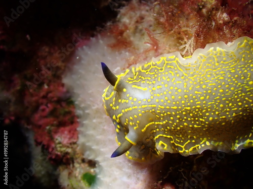 Bright yellow nudibranch on coral reef underwater