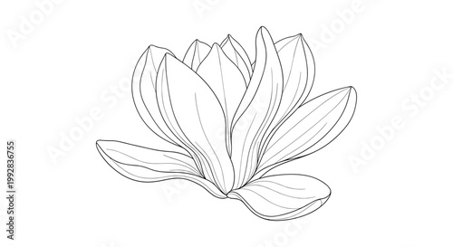 Elegant line art drawing of a blooming lotus flower with detailed petals for coloring or botanical illustrations.